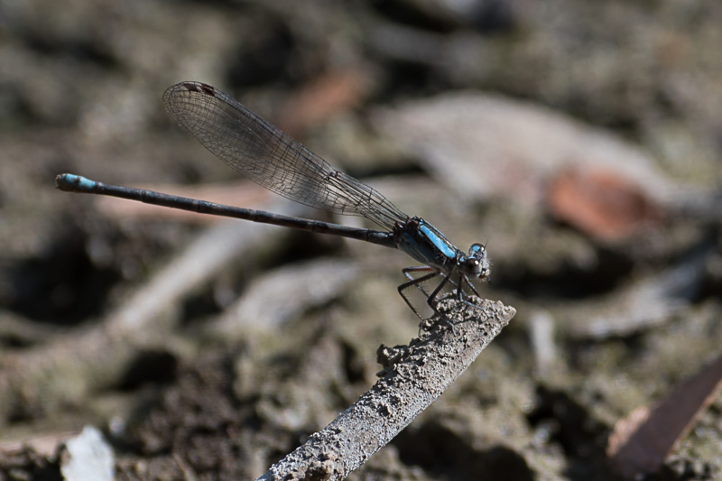 Familiar Bluet